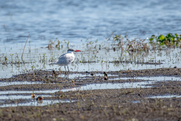 Caspian tern standing on the edge of a lake in Florida