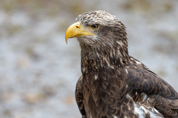 Fototapeta premium Young bald eagle portrait sitting on the ground