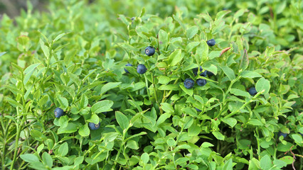 Wild blueberries fruits on shrubs growing in the forest.