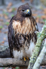 Red shouldered hawk sitting on a branch