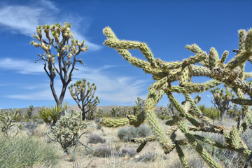 Cholla cactus and Joshua tree (Yucca brevifolia) growing on Mojave dessert