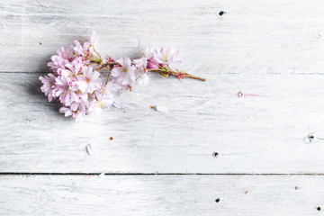 bright, spring background - natural wood, painted white with visible furrows and small bunch of cherry blossom