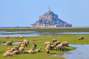 Sheep, Mont Saint Michel, Normandy, France - obrazy, fototapety, plakaty