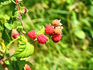 Raspberry fruits on branch