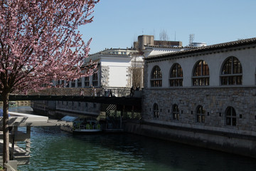 Fototapeta premium Springtime at the Ljubljanica River in Ljubljana