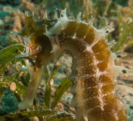 Sea ​​horse in the Red Sea Colorful and beautiful, Eilat Israel