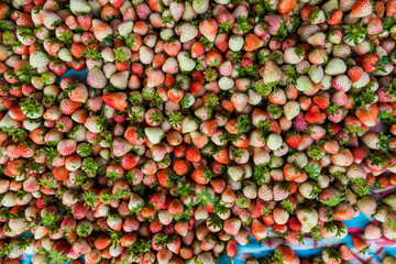 Fresh strawberry fruit harvest from farm