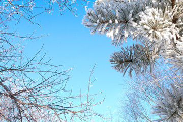 Winter landscape. Snowy branches. Blue sky. Beautiful background.