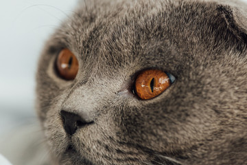 partial view of adorable scottish fold cat looking away