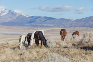 Fototapeta na wymiar Wild Horses in the Utah Desert