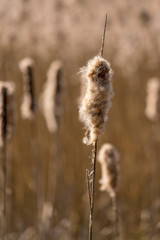 Close up of a Bulrush seed head