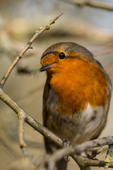 Robin (Erithacus rubecula) perched on a branch