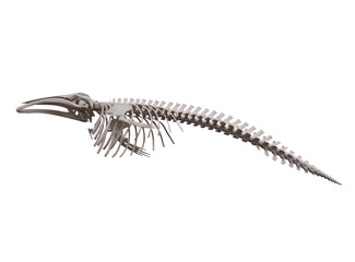 skeleton  of whale on white background, isolated
