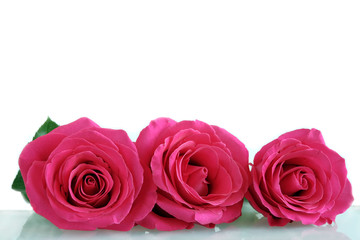 Buds of pink roses. Mother's Day concept holiday. International Women's Day March 8 concept. Valentine's Day. Flowers as a gift, postcard concept. Copy space.