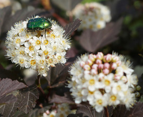 the beetle on the flower