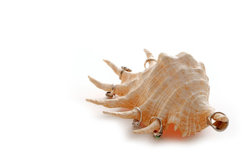 African Horned Cockleshell on a white background. Stand for rings. Unusual storage solution jewelry.