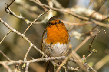 Close up of a Robin (Erithacus rubecula)