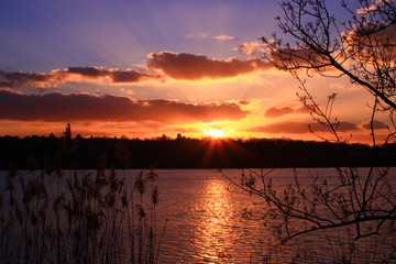 Obraz premium Close-up of vegetation at the water's edge at sunset Bright sun on the horizon at night over a bright pond
