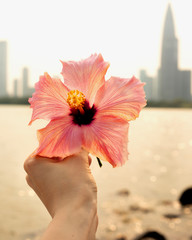 pink flower in hand on the background of the metropolis