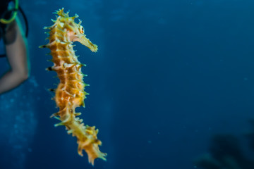 Sea ​​horse in the Red Sea Colorful and beautiful, Eilat Israel