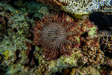 Fototapeta na wymiar Red Sea Fire Urchin in the Red Sea Colorful and beautiful, Eilat Israel