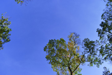 Fresh green trees and blue sky and clouds. tree and sky. Fresh green trees and blue sky and clouds.Green leaves frame with sky background and copy space for text