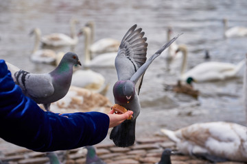 Pigeon eating from the hand