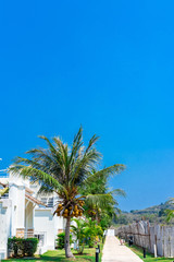 Fototapeta premium palm trees in resort