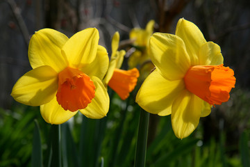 Daffodil ‘Jetfire’ © brightimage