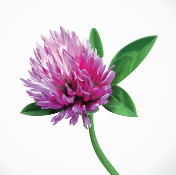 Clover flower herbal branch. Vector red summer clover flower. Realistic close up illustration of seasonal meadow clover flower isolated on white background.