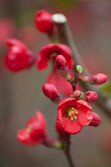 Obraz premium closeup of red japanese quince tree of Chaenomeles in public garden