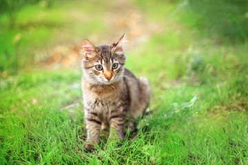 Little fluffy kitten walks in the park.