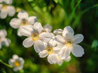 белые цветы красивый цветочный фон wildflowers buttercups