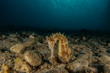 Sea ​​horse in the Red Sea Colorful and beautiful, Eilat Israel