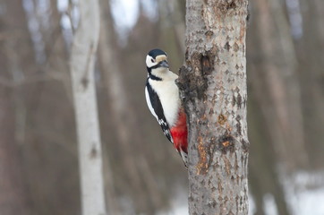Great spotted woodpecker on the tree.