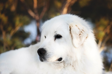 Beautiful and free maremmano abruzzese sheepdog. Close-up of big white fluffy dog is on the snow in the forest in winter