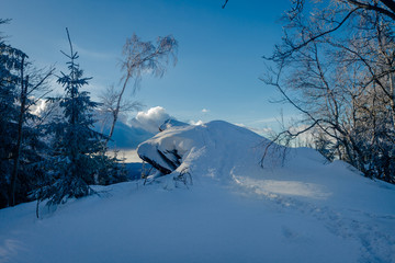 Winter view, trees covered with snow