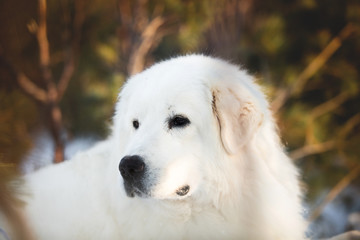 Beautiful and wise maremmano abruzzese sheepdog. Close-up of big white fluffy dog is on the snow in the forest in winter