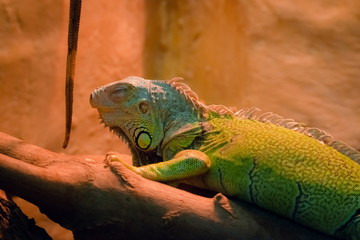 The iguana lizard sits on the wood.
