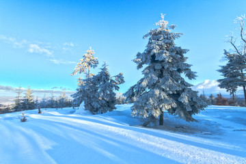 Winter view, trees covered with snow