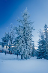 Winter view, trees covered with snow