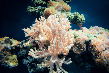 Naklejka na ściany i meble Exotic underwater coral colony.