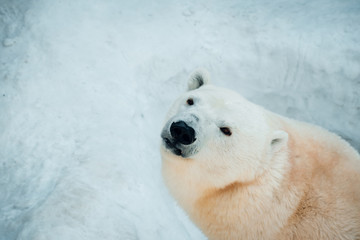 Obraz na płótnie Canvas Portrait of a polar bear on a snow background.