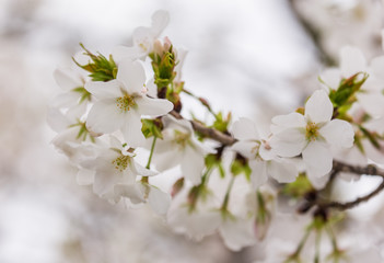 close up white sakura  (Somei Yoshino) blossom near Osaka castle.