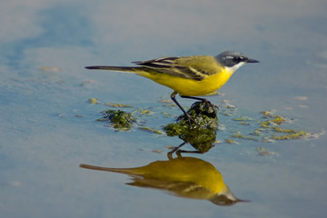 ritratto di cutrettola capocenerino (Motacilla flava cinereocapilla) nello stagno