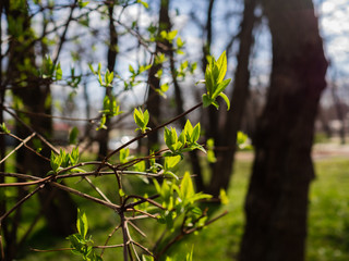 Young leaves on a bush. In the early spring fresh leaves in the park were dismissed
