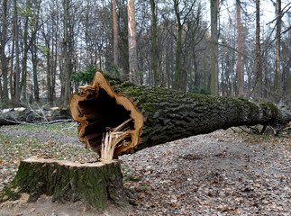 Cut old tree in the park.