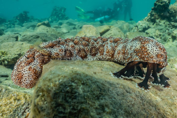 Sea cucumber in the Red Sea Colorful and beautiful, Eilat Israel