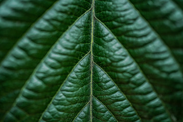 Macro photo of loquat leaf texture