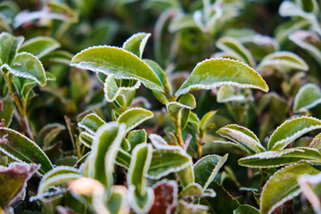Green tea leaves on the tea plantation in the morning. Matsesta tea, Sochi